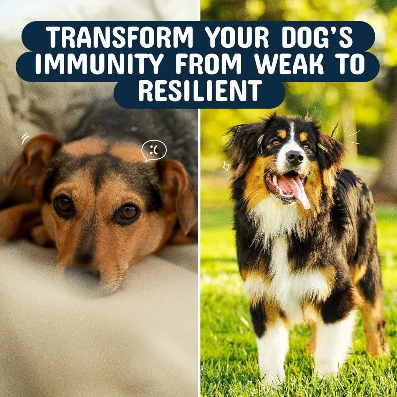 Professional R&D Team Cognition Health and Immune System Supports for All Breeds Pet Supplements and Vitamins Fast Shipping