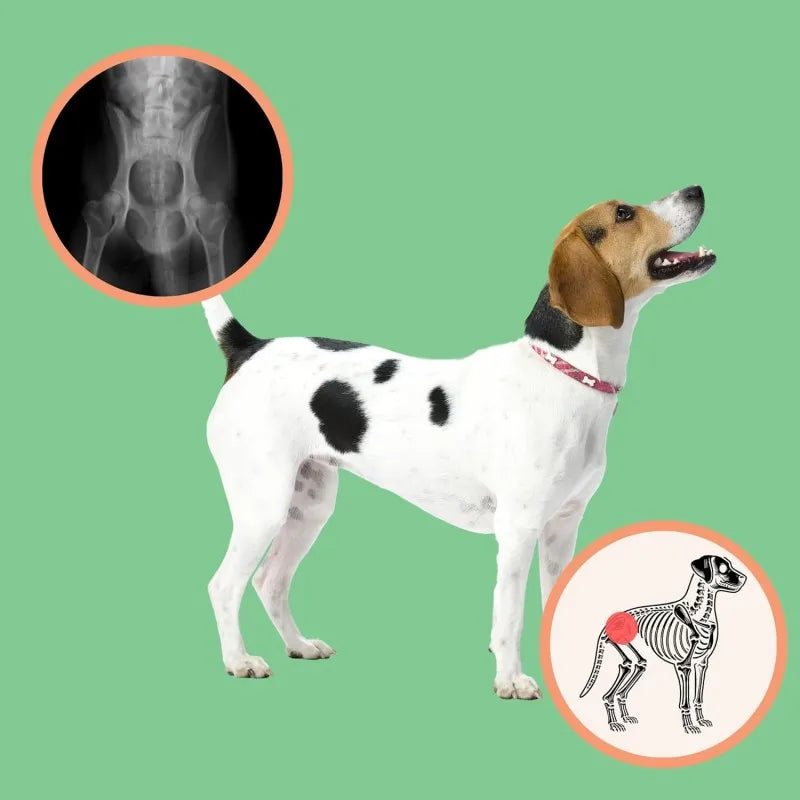 High-Potency Large Dog Joint Support Soft Chews | OEM/ODM